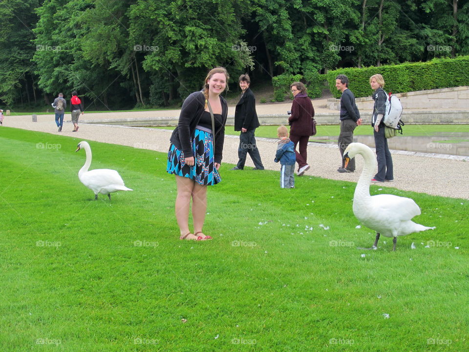 Chantilly swans