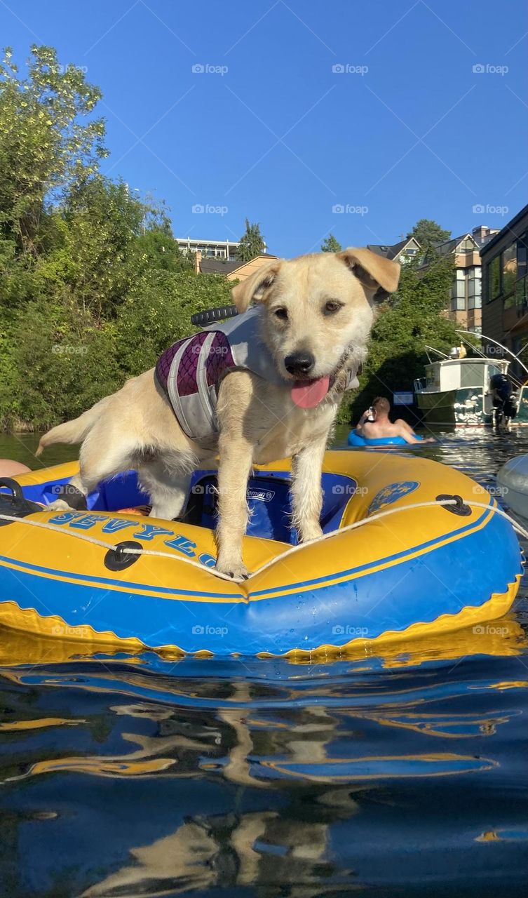 Happy puppy ready to jump out of a floating raft