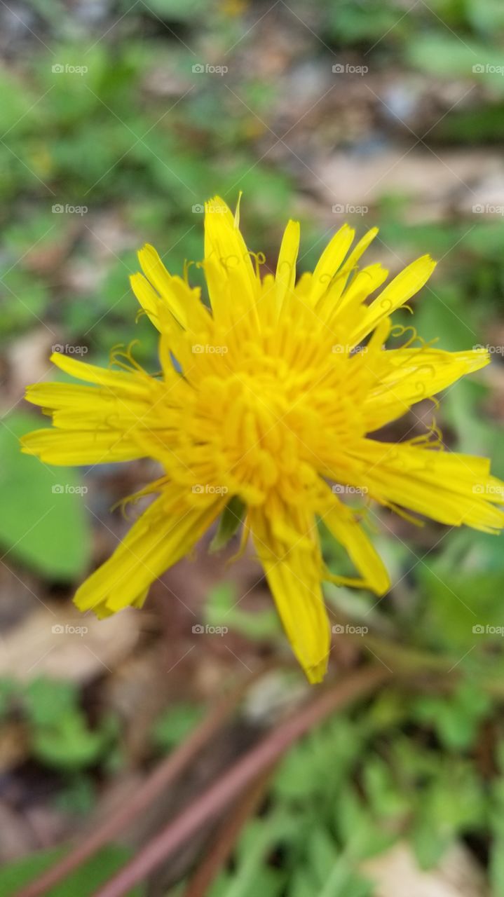 Dandelions may be seen as weeds, but in state forests they are also seen as beautiful!