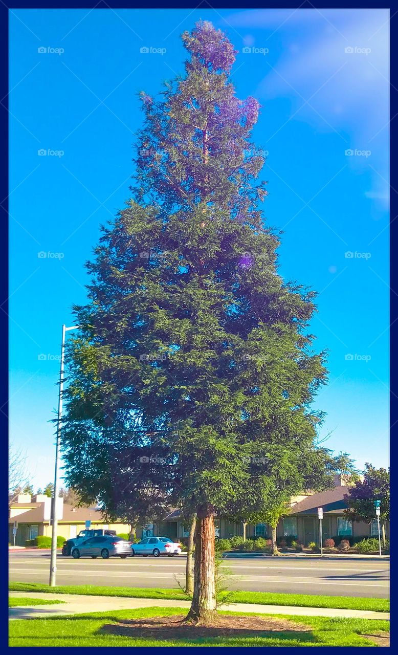 A pointy tree at the Clovis park in March.