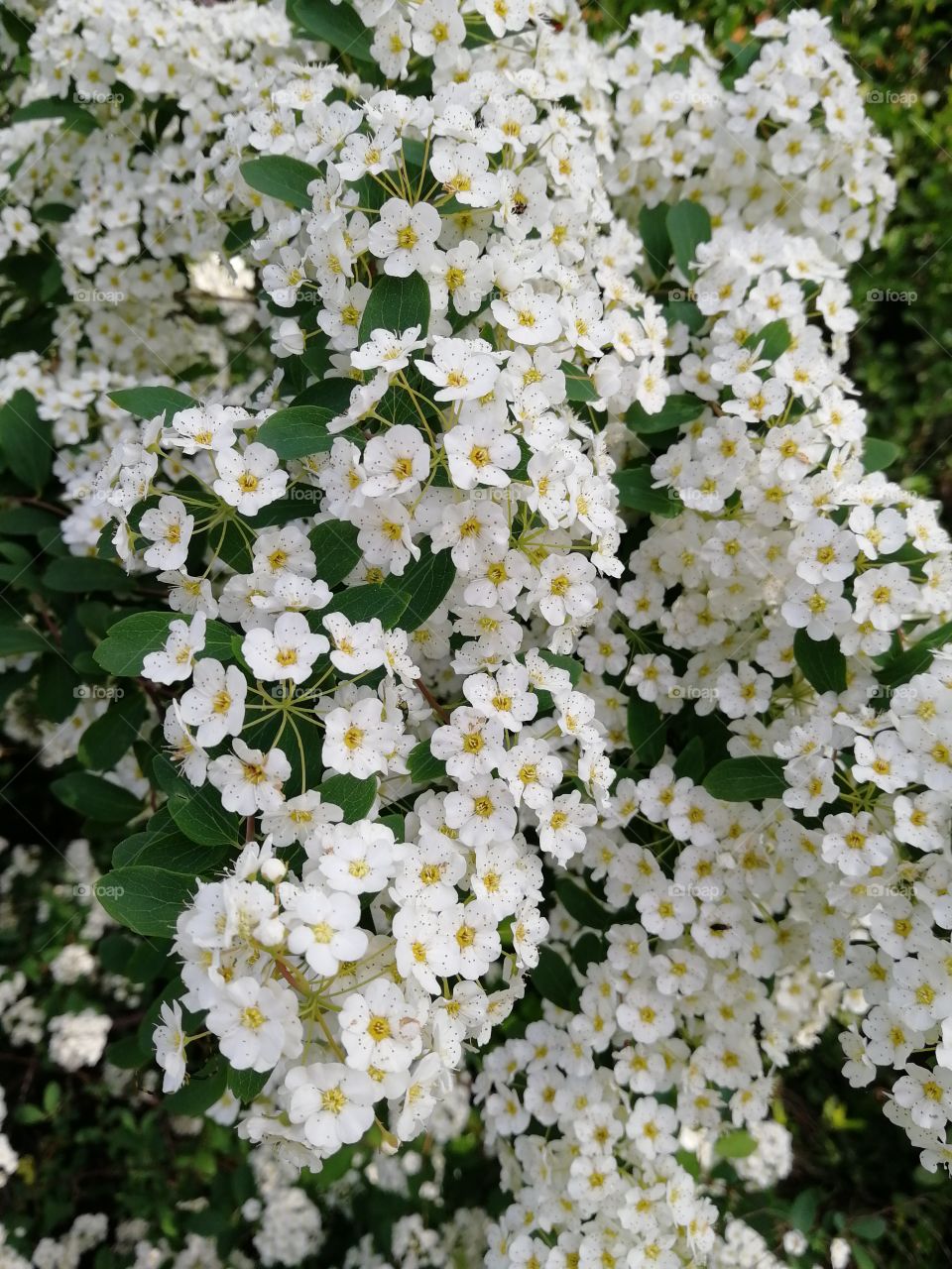 Flower white