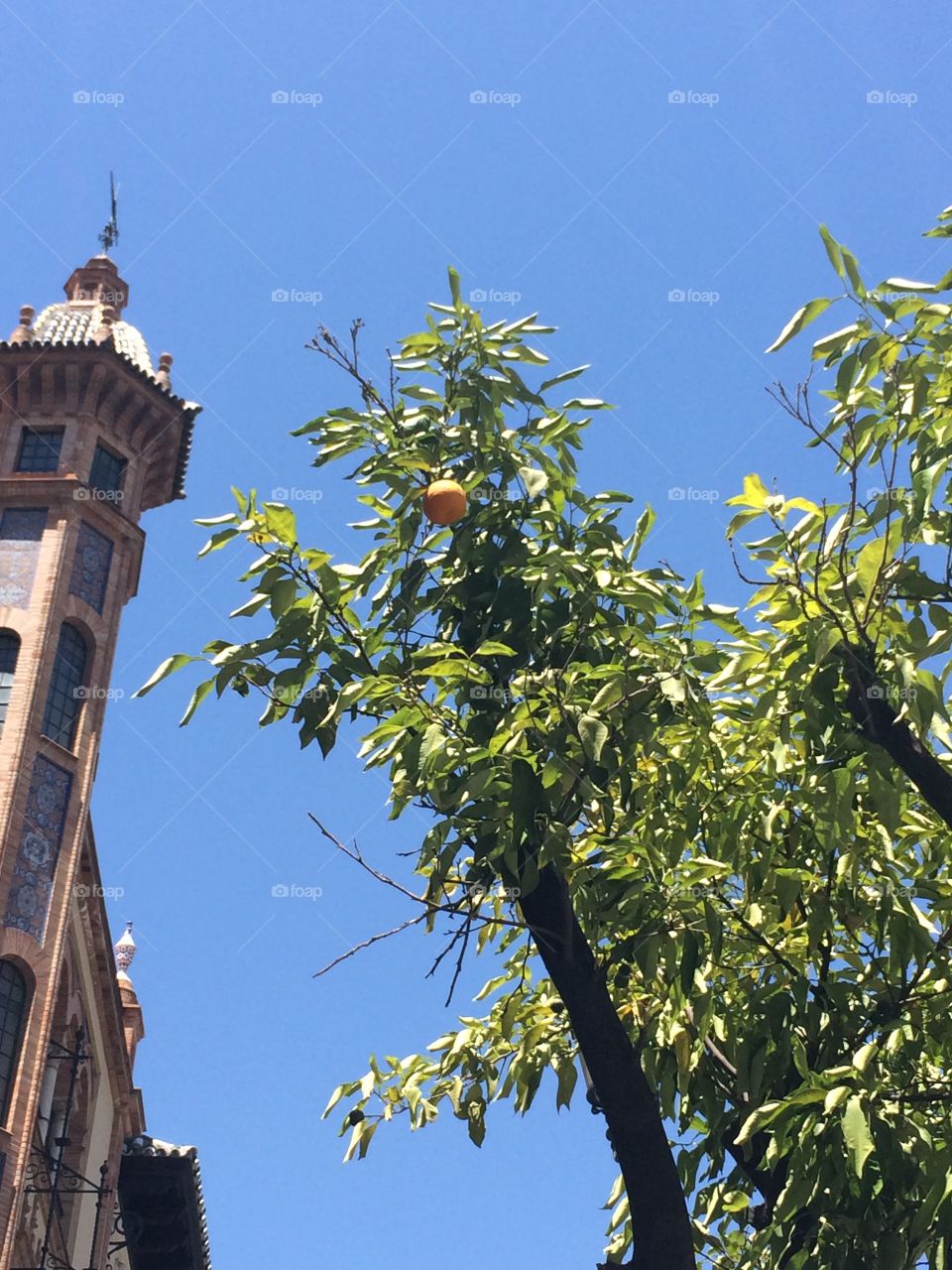 Orange trees in Seville 