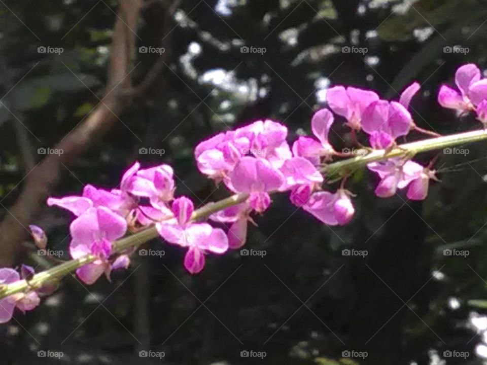 These flowers are very beautiful in purple, it is one of the flower species found in the forest.