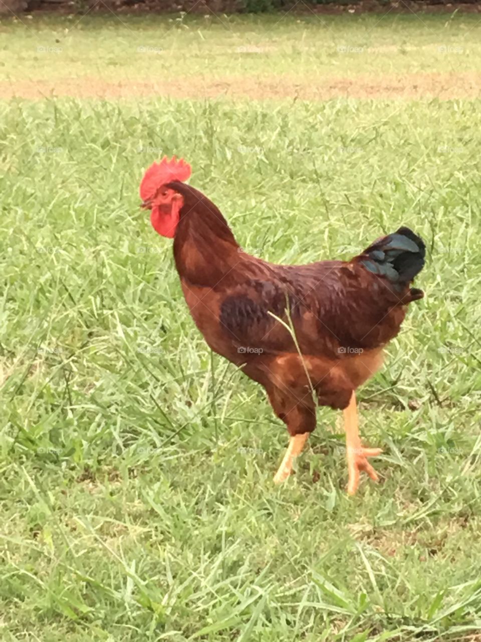 Rooster watching his ladies
