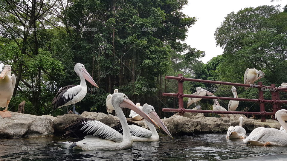 Bird Park Singapore