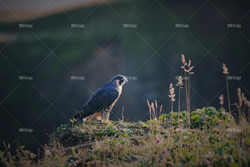 Close-up of peregrine Falcon