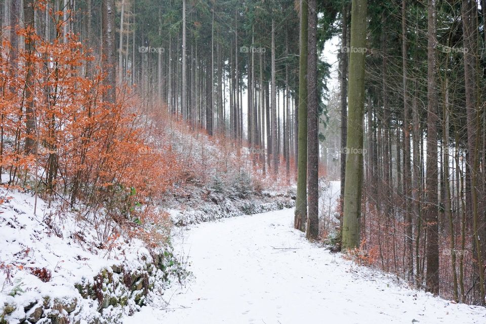 A snowy forest road with pines and yellowed bushes in mountains