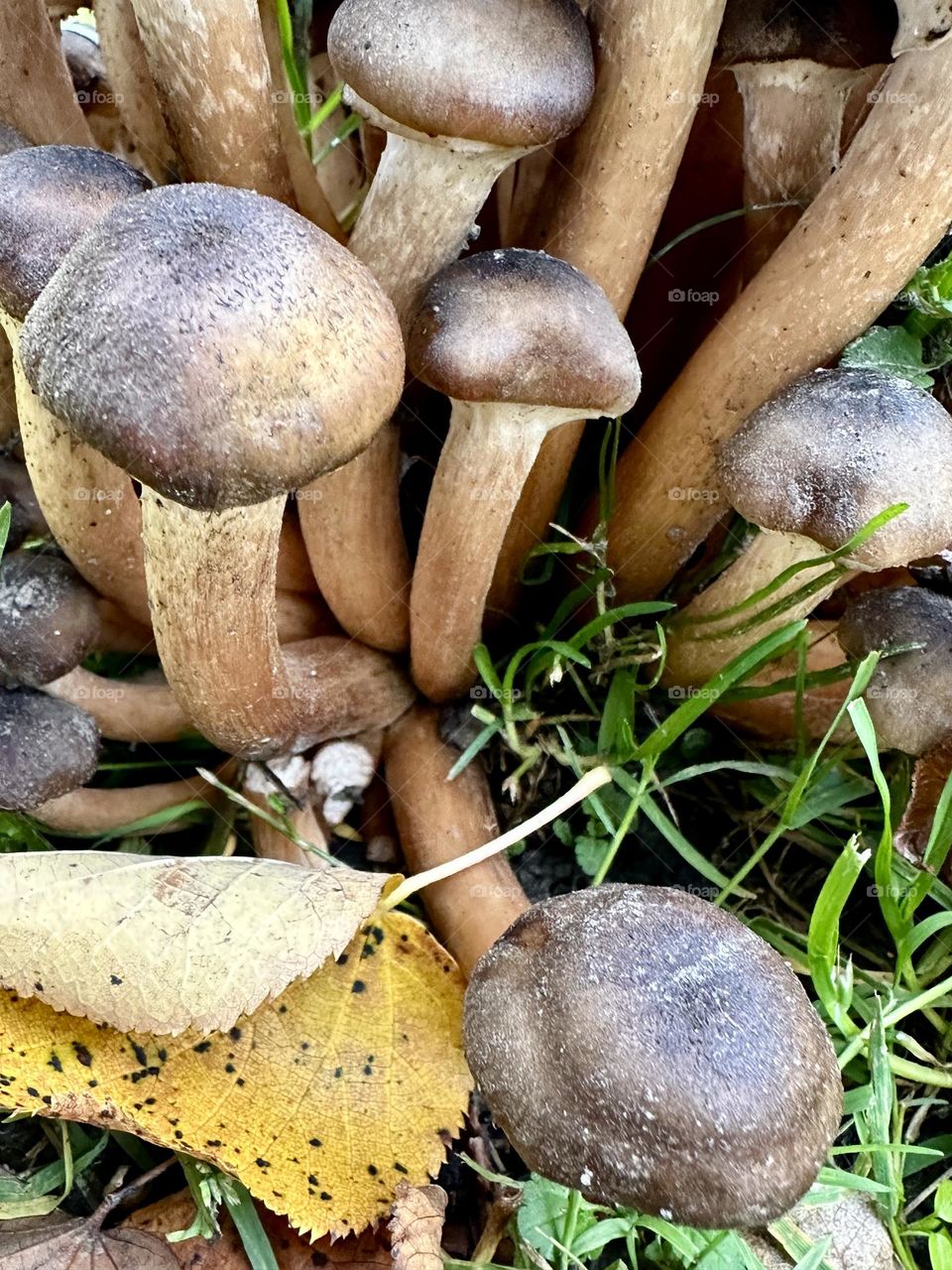 Mushrooms in autumn season 