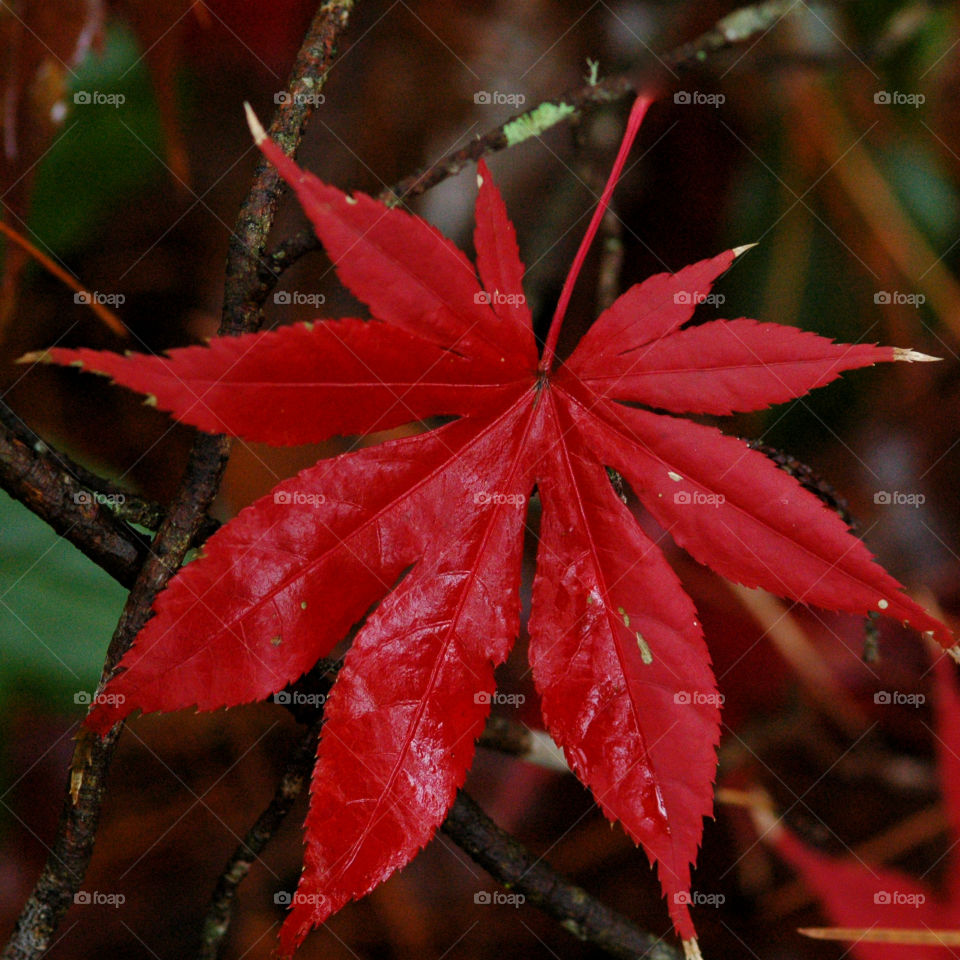 Autumn is my favorite time of year! It is a transition between summer and winter. The weather is unpredictable, and in some areas the tree leaves turn into the most fantastic orange, red, yellow, and golden brown. When you drive through the country, the sun burst on the multicolored hillsides, so vivid it is unbelievable!