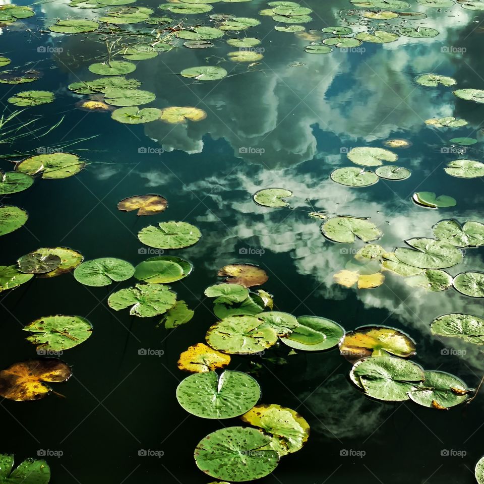 Lillie's on the lake with sky reflection in the water