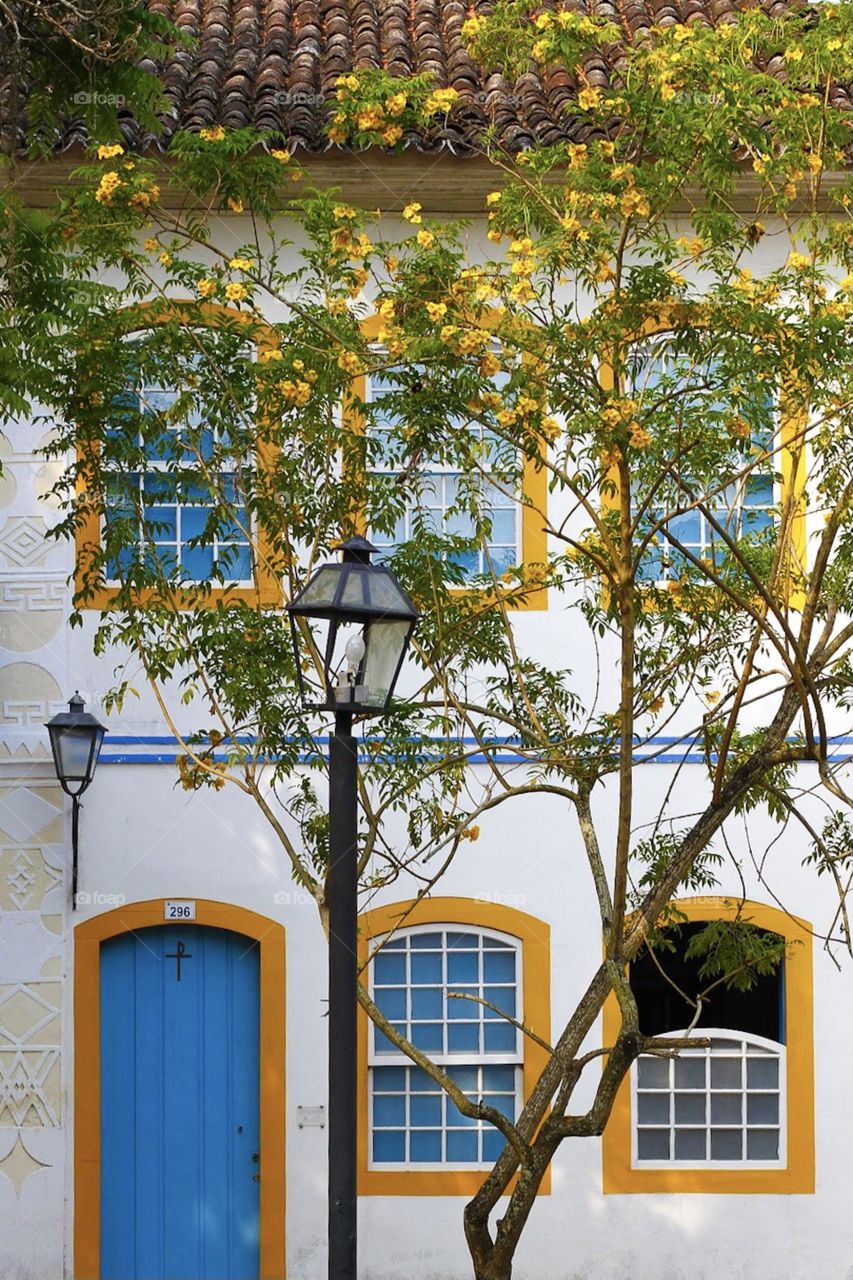 A tree in front of a house in Brazil 