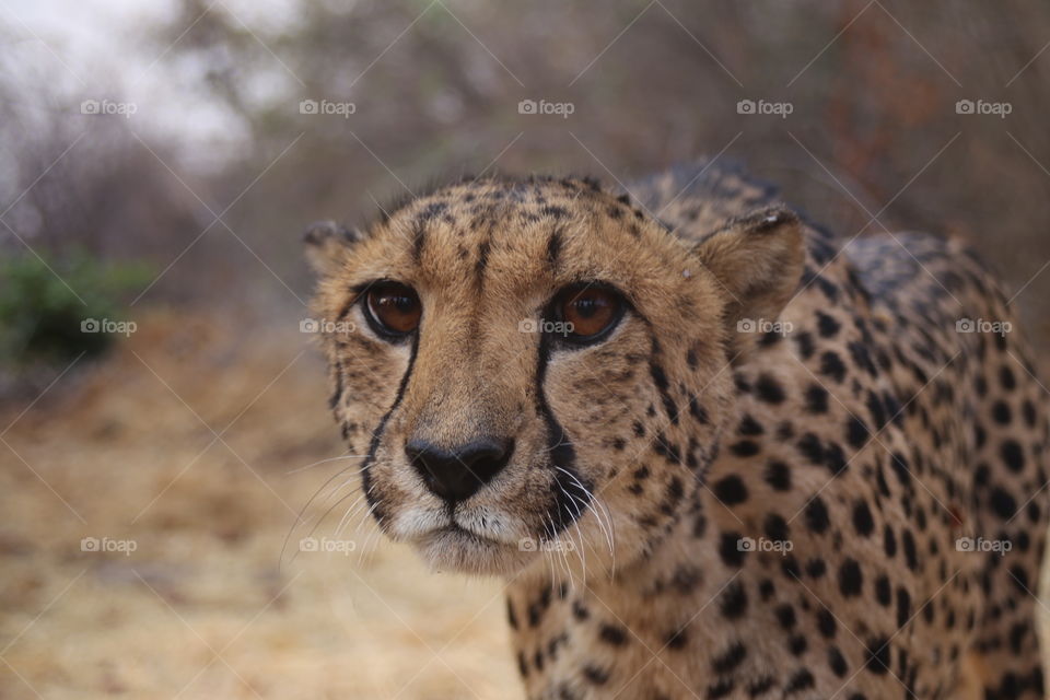 coming face to face with a protective mother cheetah - with a chicken-wire fence all that stands between you, you question if it was the right decision and is the opportunity for a great photo worth the risk?