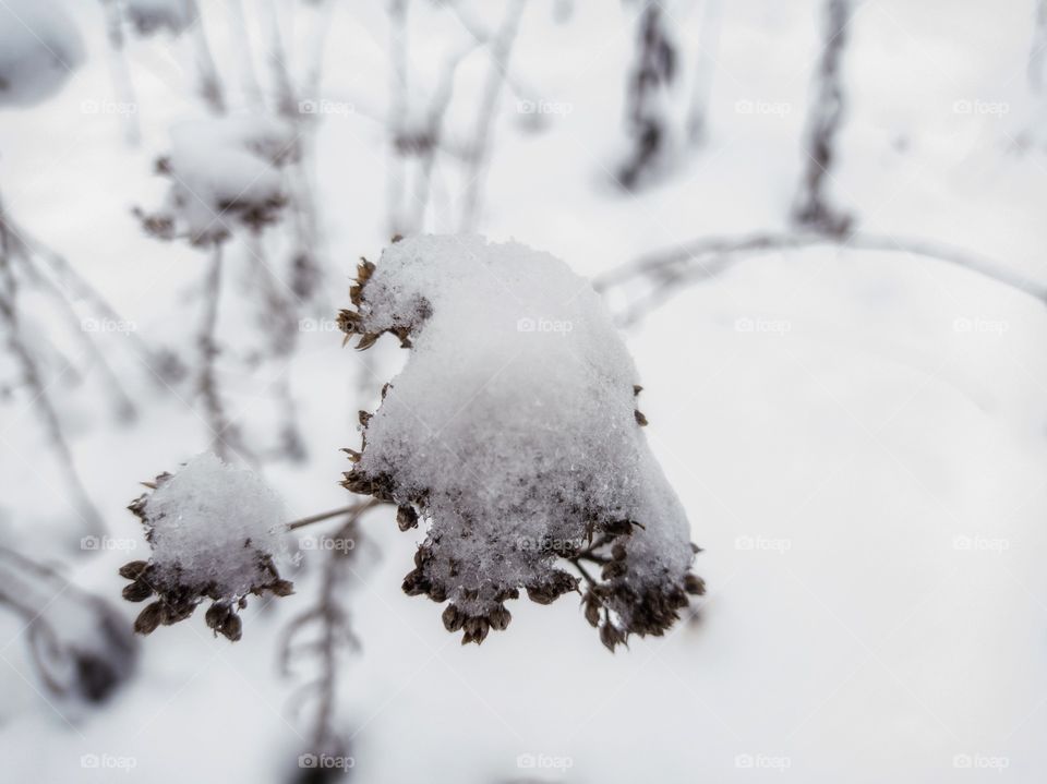 The dried herbaceous plant is covered with icy snow.