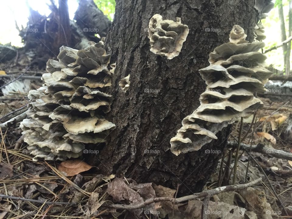 Tree fungi 