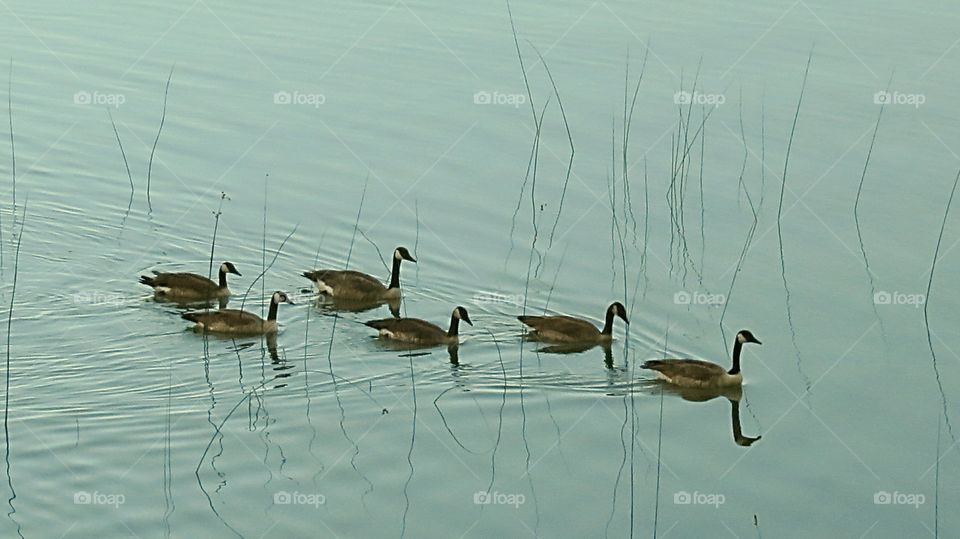 Geese heading to beach