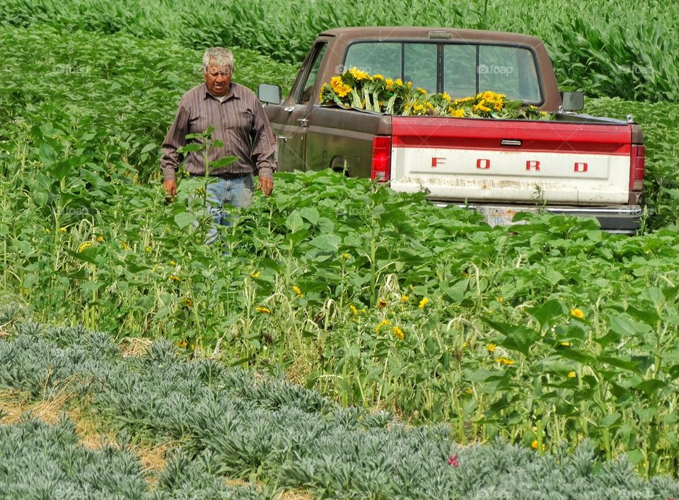 Farmer Loading His Truck. American Farmer Loading His Ford Truck With Sunflowers
