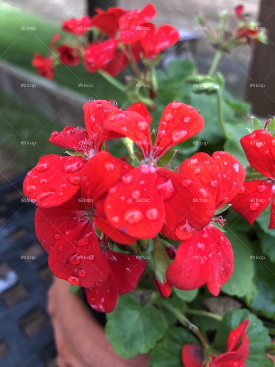 Raindrops on red geraniums 