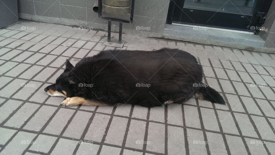 Another picture of a chubby dog on a Moscow street