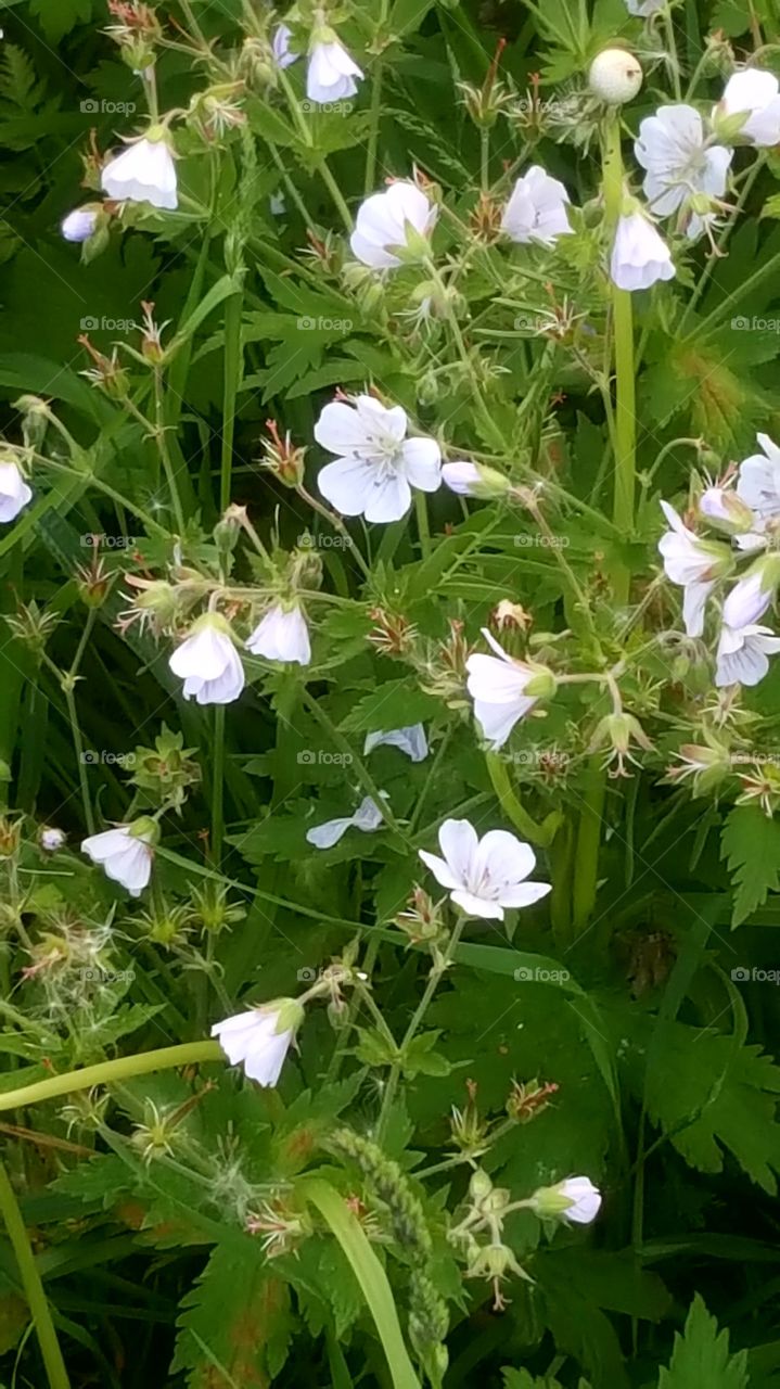 white flowers