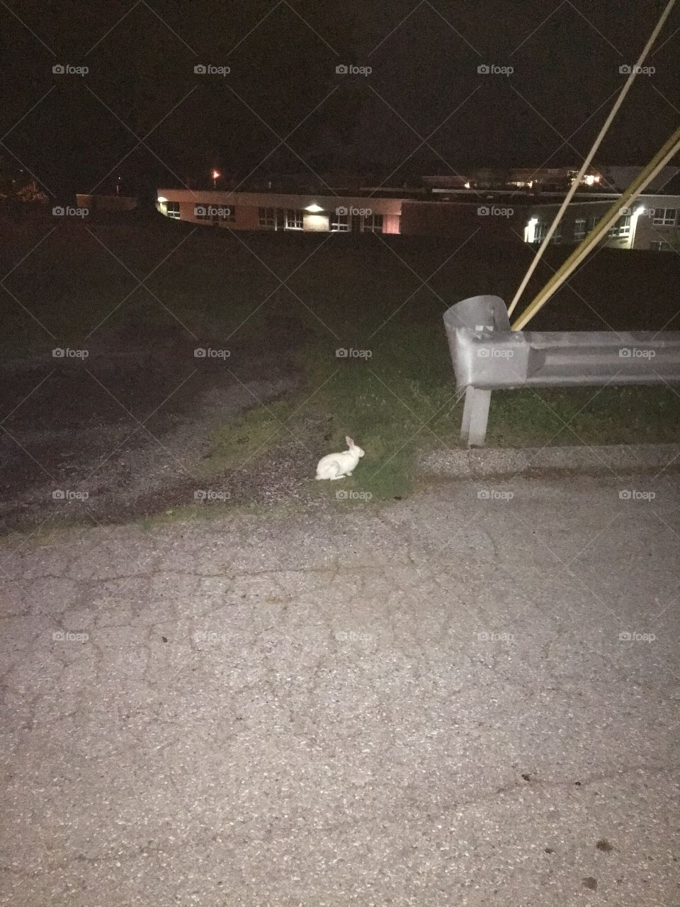 Fuzzy White Rabbit