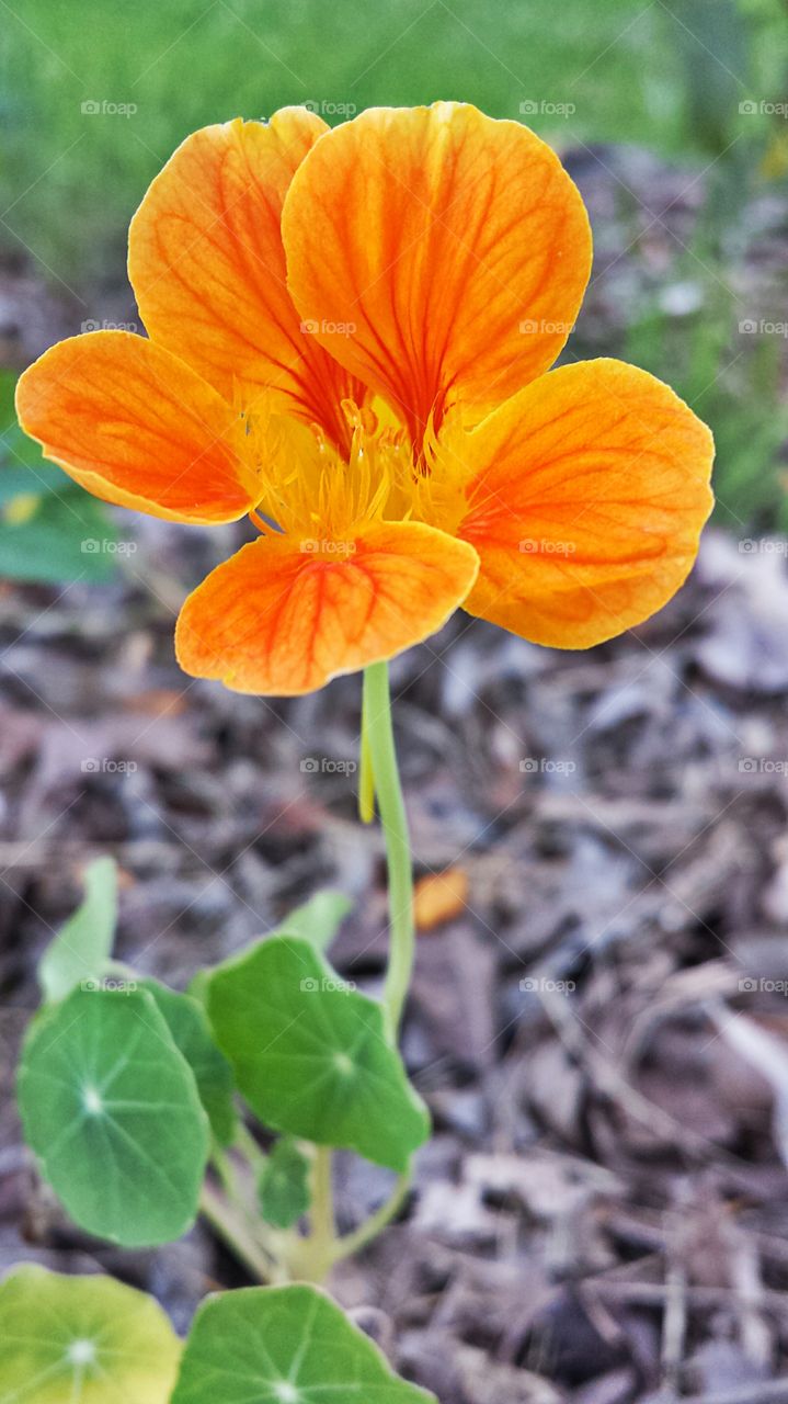 Nasturtium. In my garden