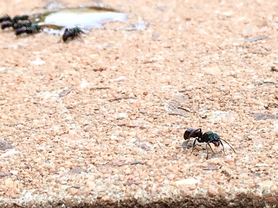 Worker working ant crawling toward pool of blood et where other ants are feeding