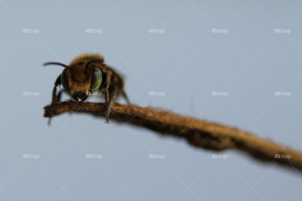 mason bees eyes