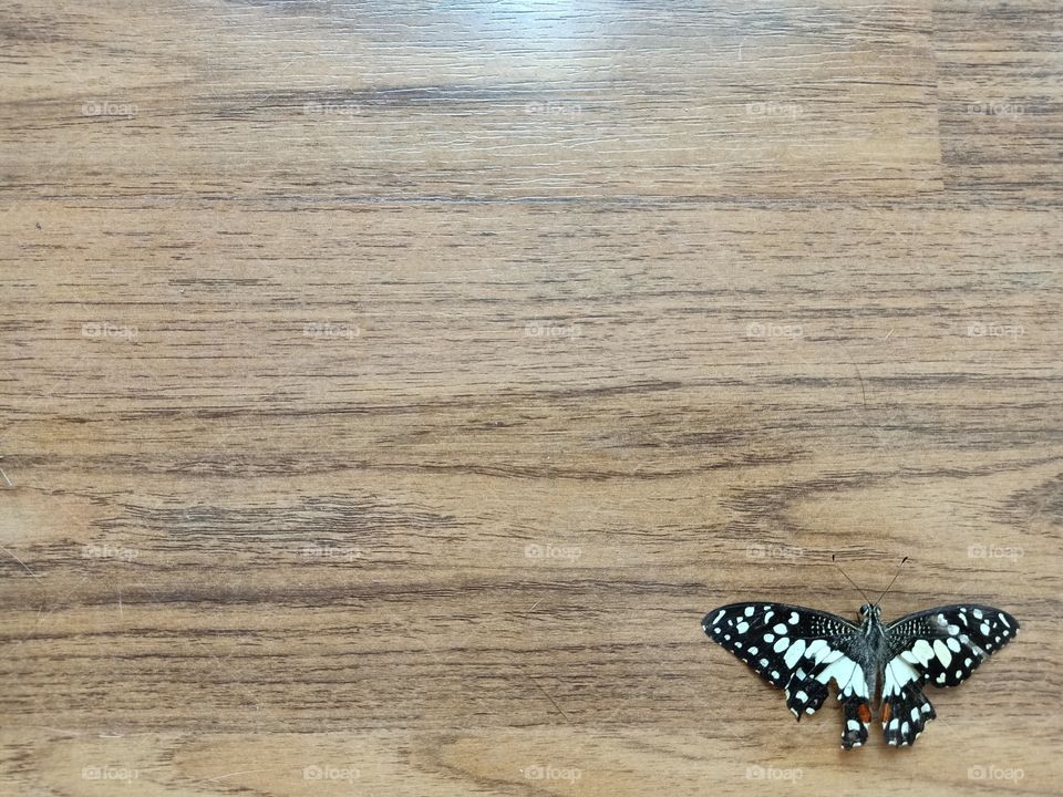 Beautiful Butterfly