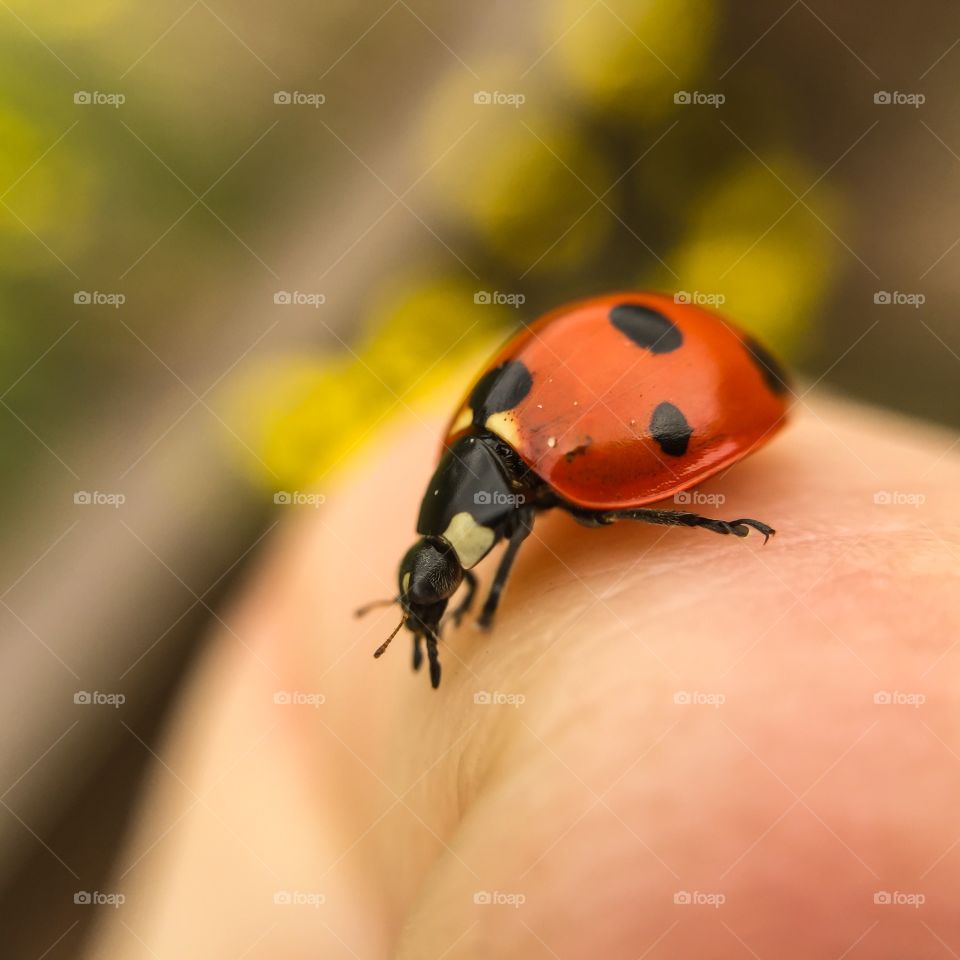 Ladybug, Beetle, Insect, No Person, Tiny