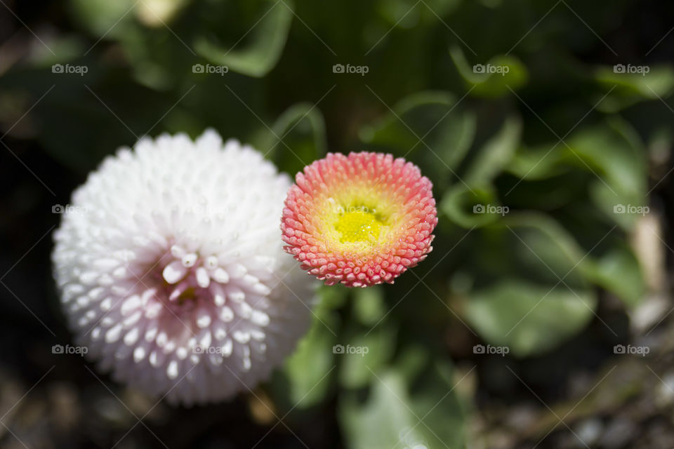 Pompom Dahlias 