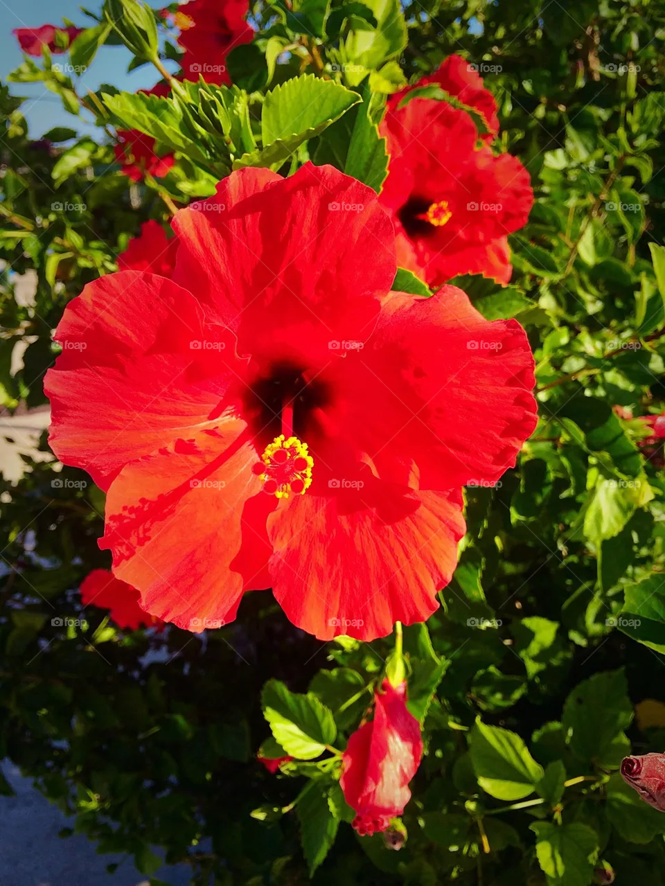 Flower