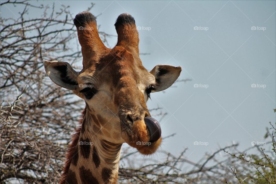 A close up picture of a giraffe sticking his long tongue into the nostril to clean it out.