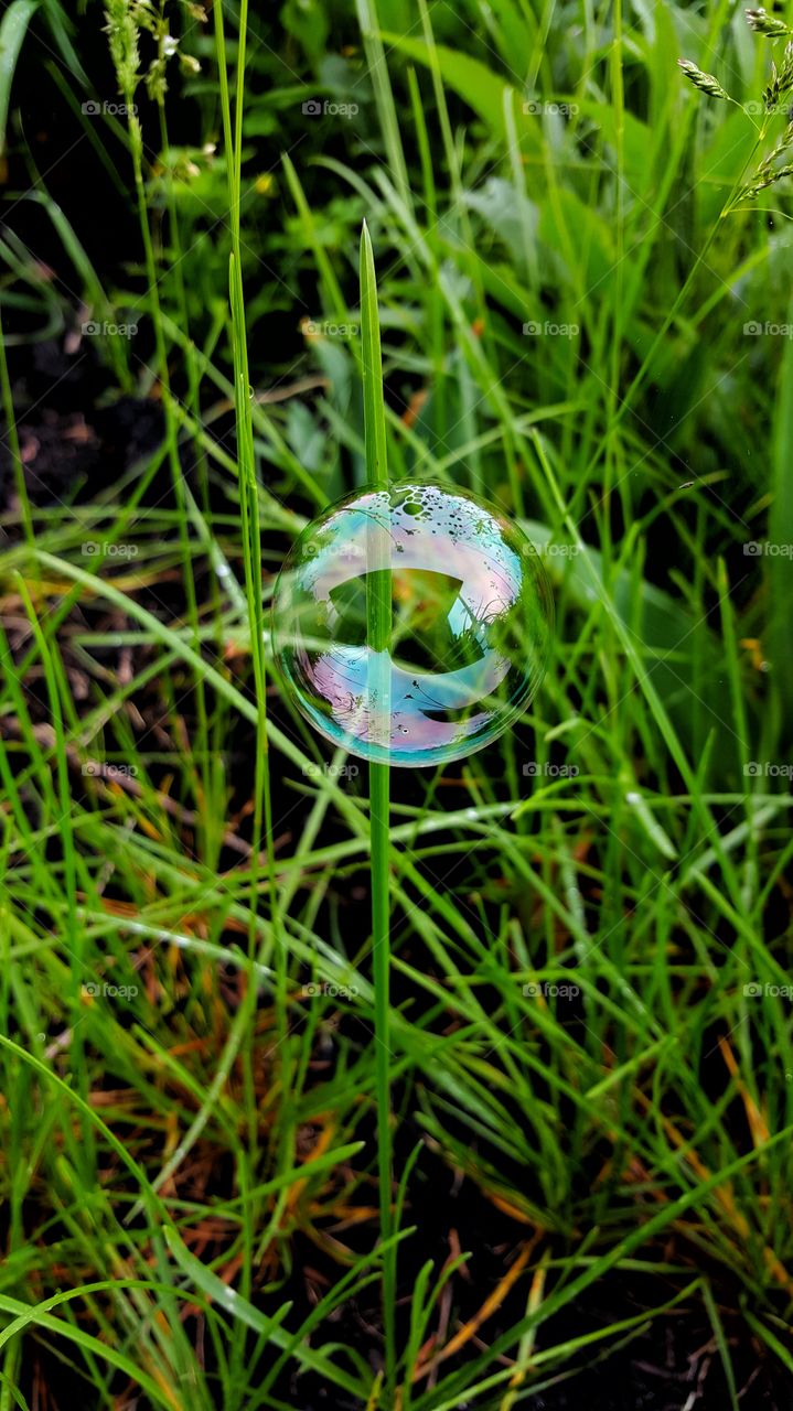 Bubble and Grass