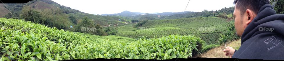 at tea plantation cameron malaysia.. the view on top 