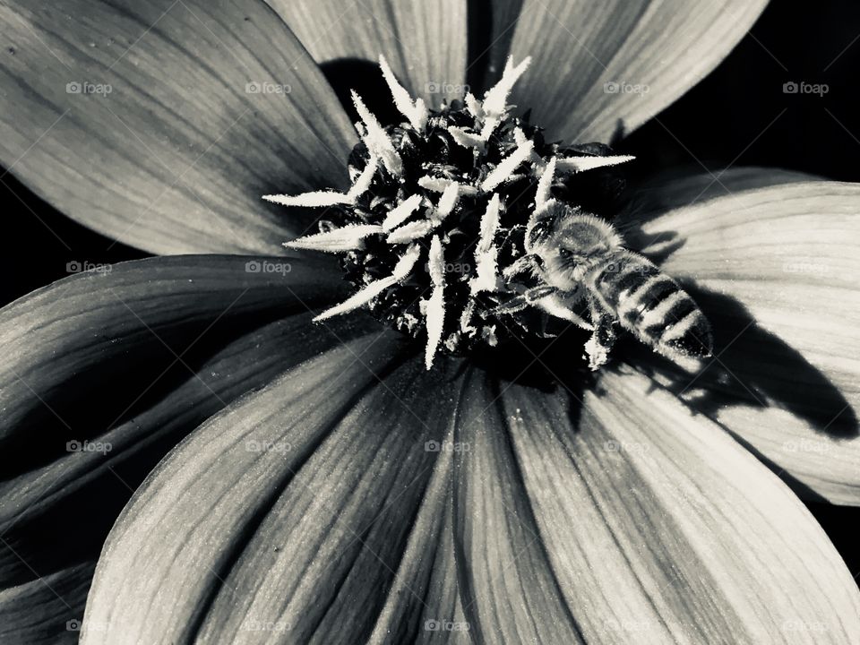 Eine Biene sammelt genüsslich den Blütenstaub ein.