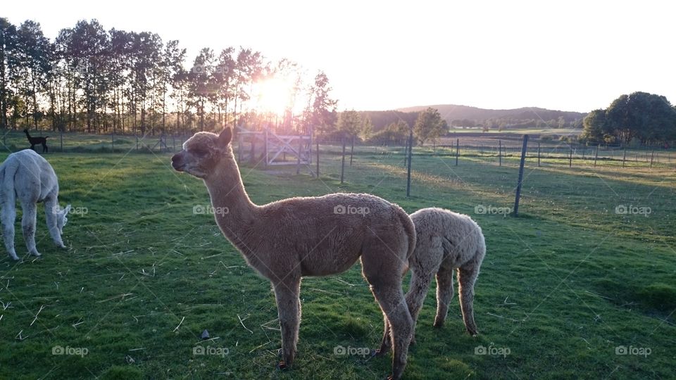 Alpacas at sunset