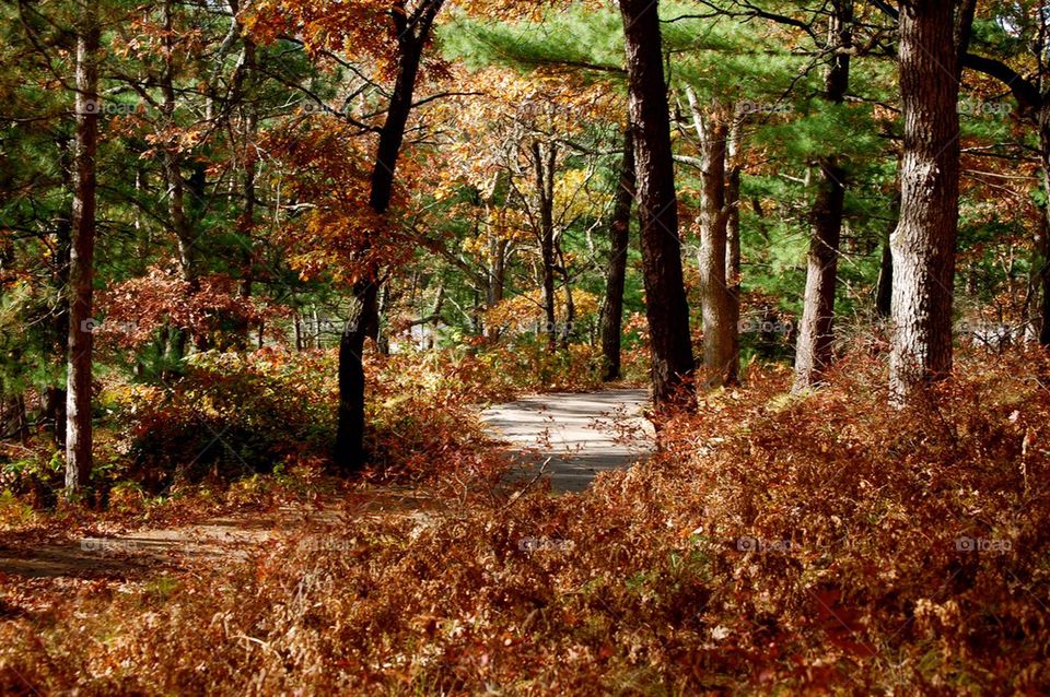 road forest group1 by refocusphoto