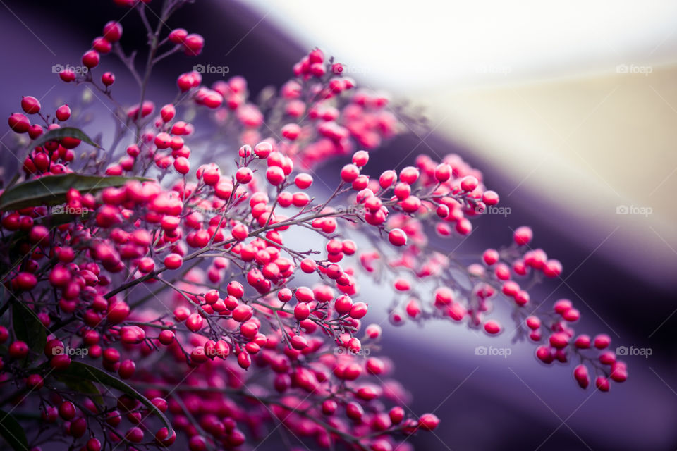 Spring flowers in London