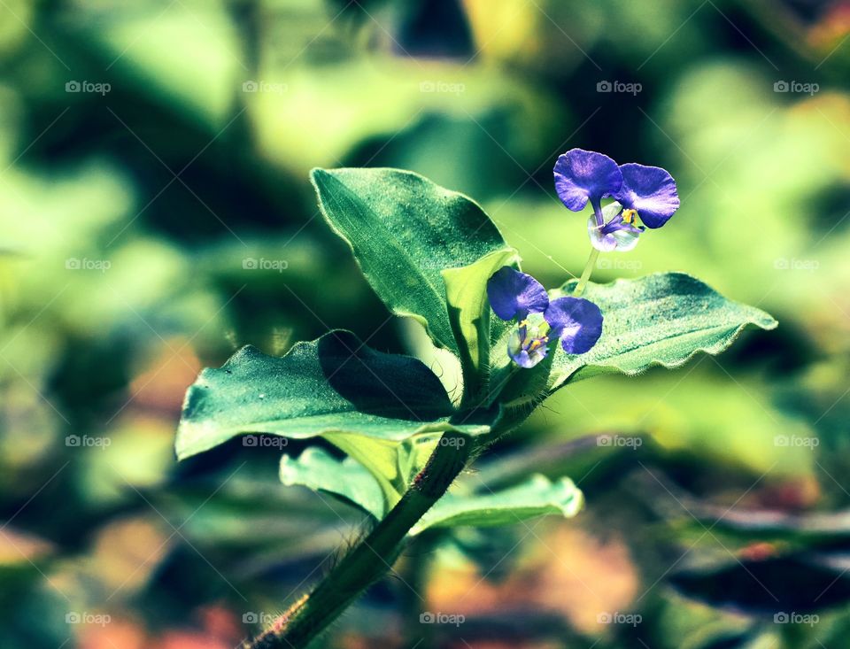 Floral photography- Bengal day flower