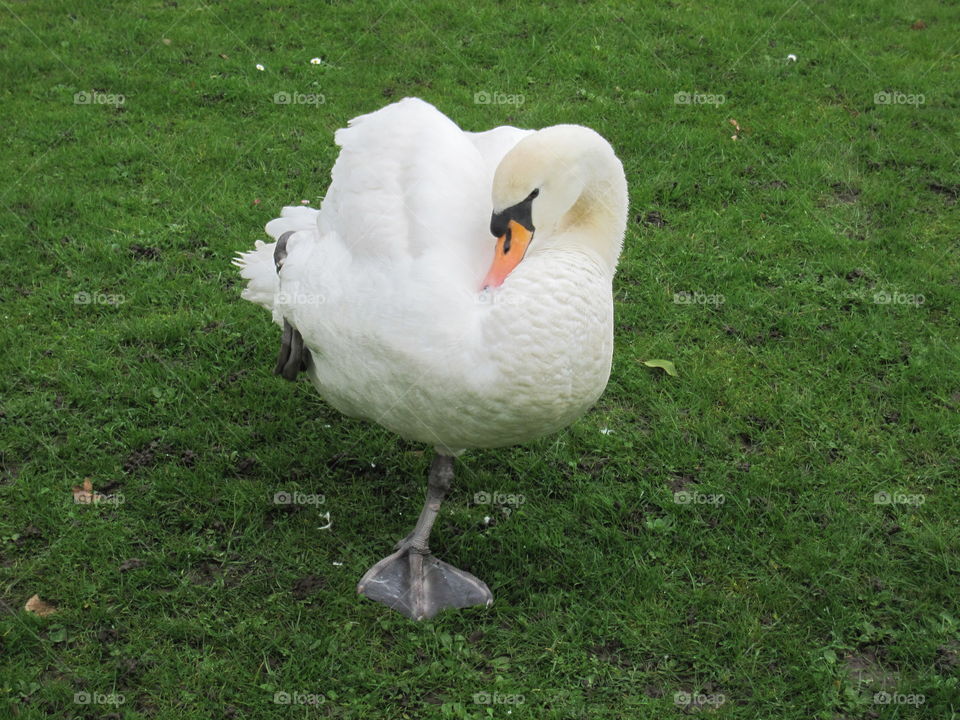 Bird, Goose, Swan, No Person, Nature