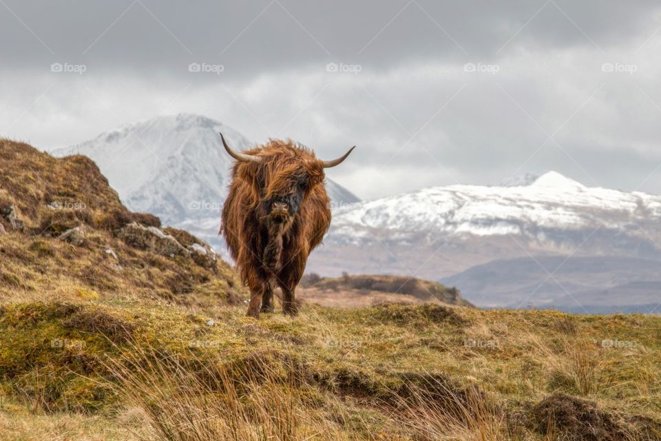Highland cow in the isle of Skye