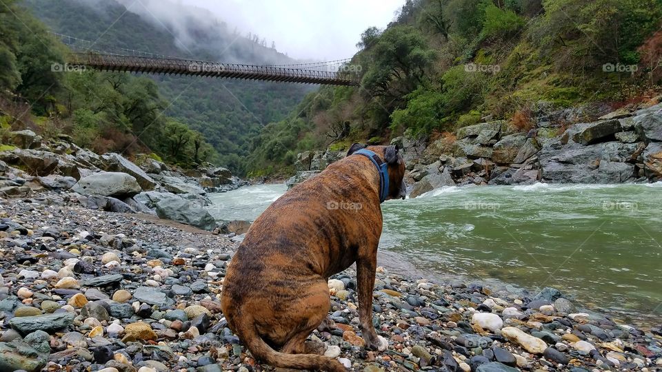 Thor checking out the American river!