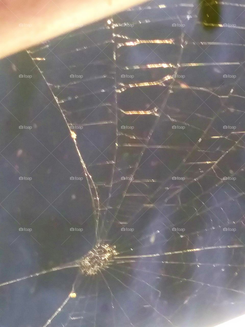 spider web