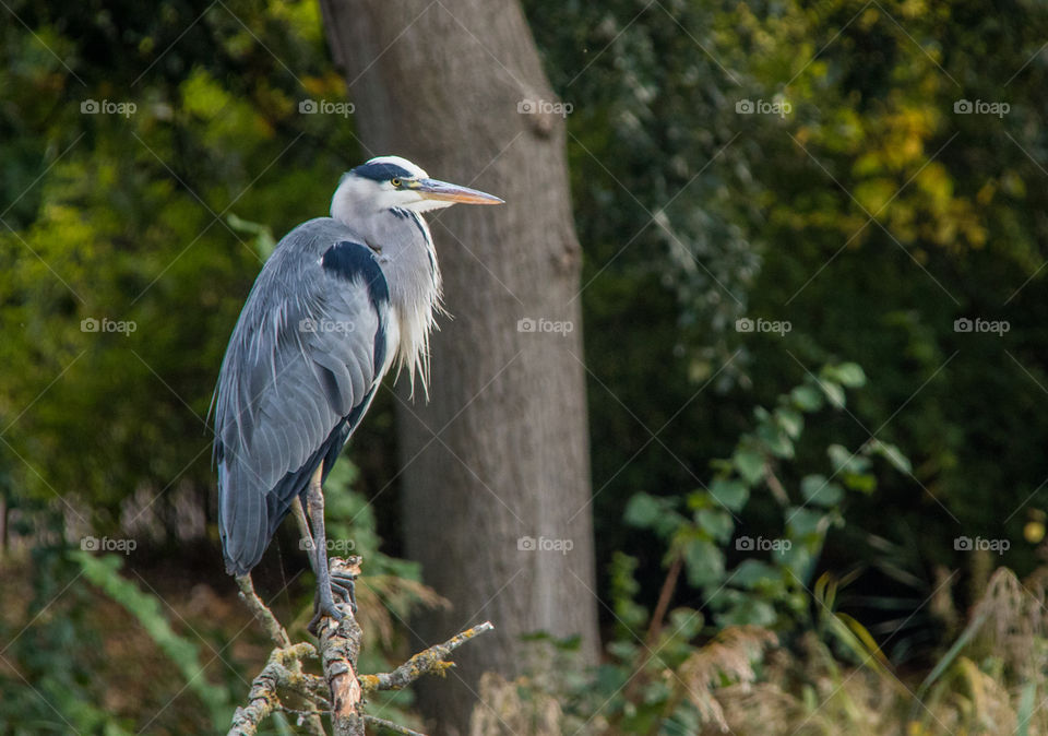 Heron 