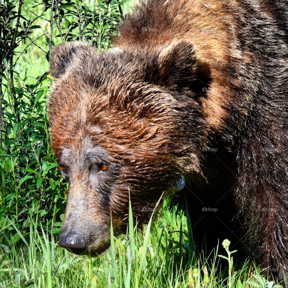 Grizzley bear - Alberta 