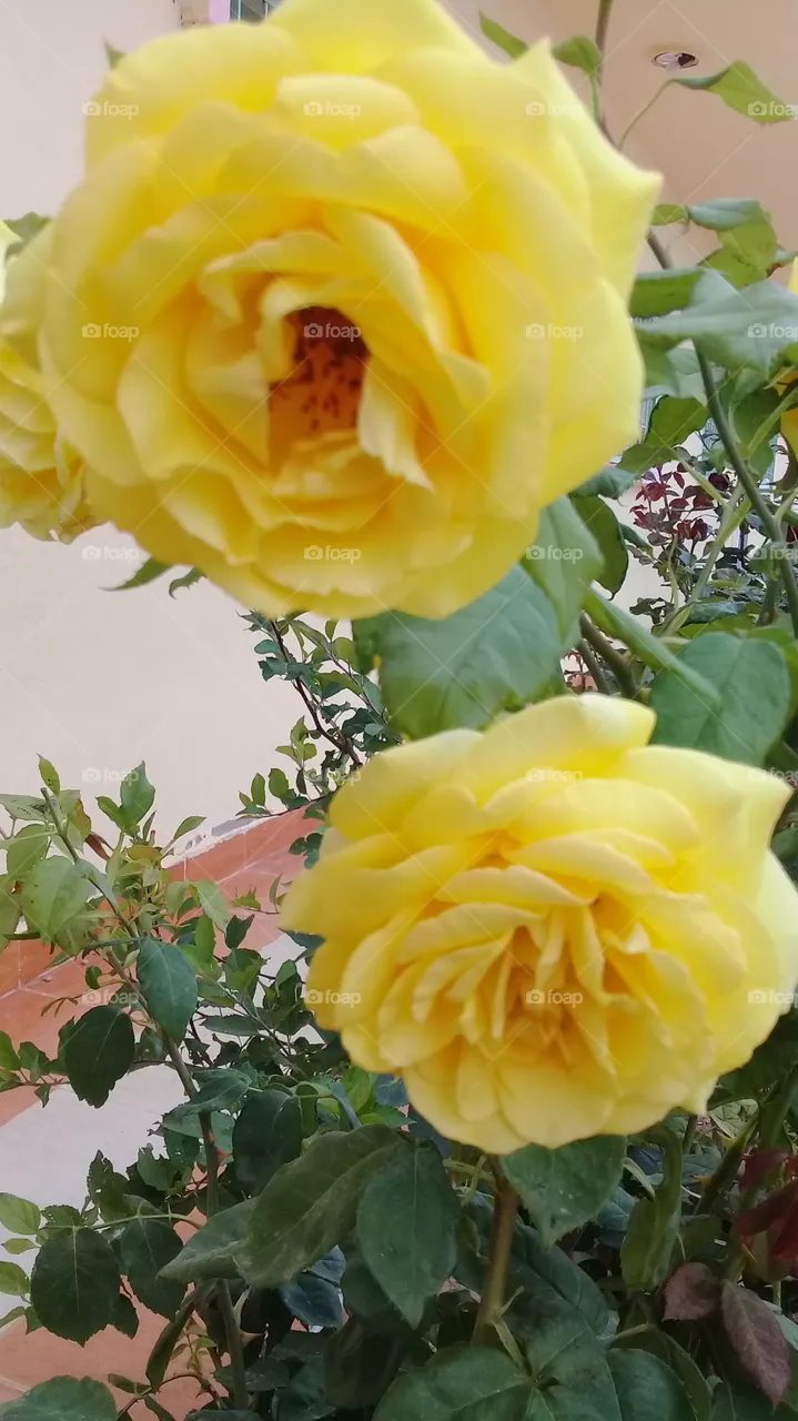 flower