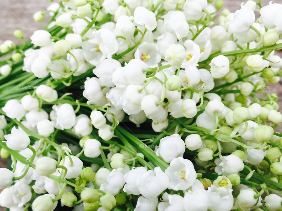 Lily of the valley