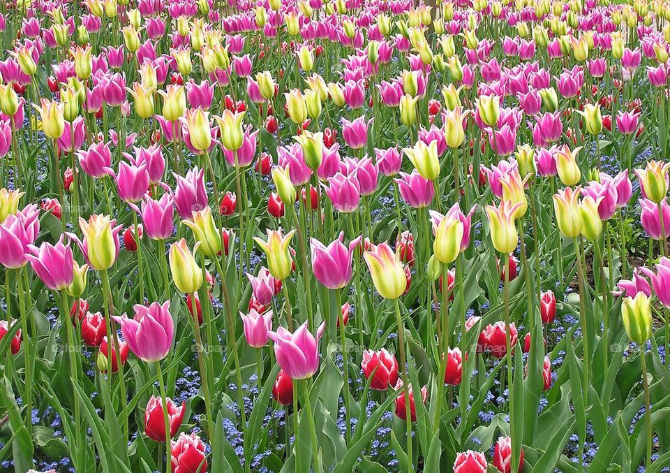 Tulips in bloom