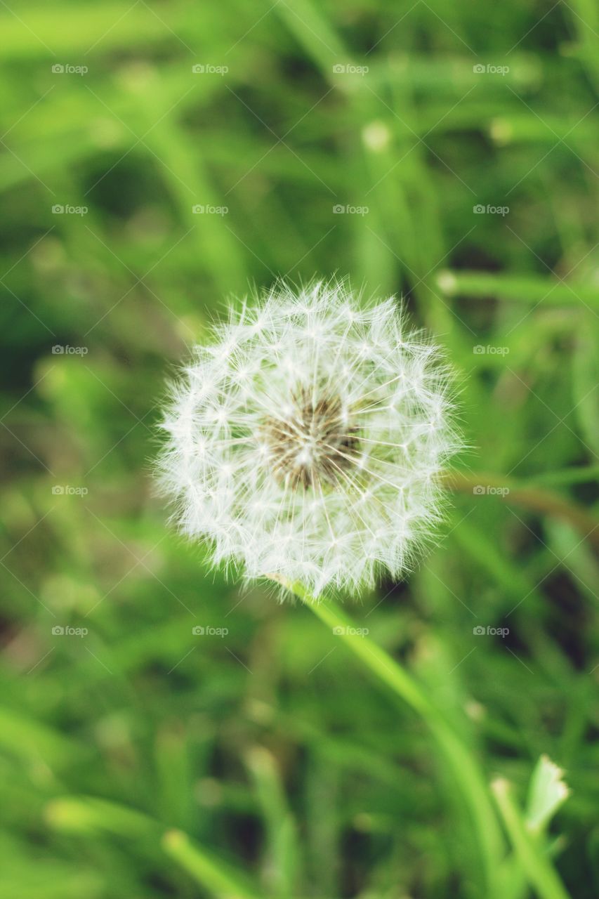 Dandelion