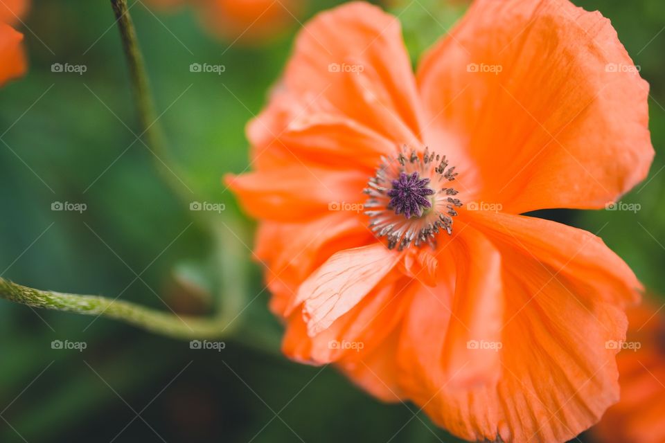 Poppy 